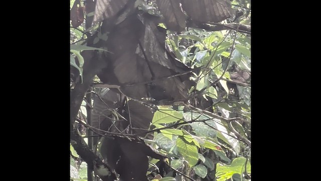 Dot-winged Antwren - ML659468169