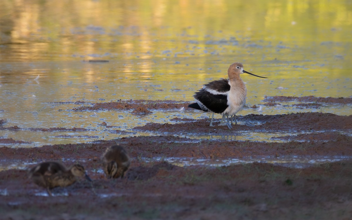 American Avocet - ML659468646