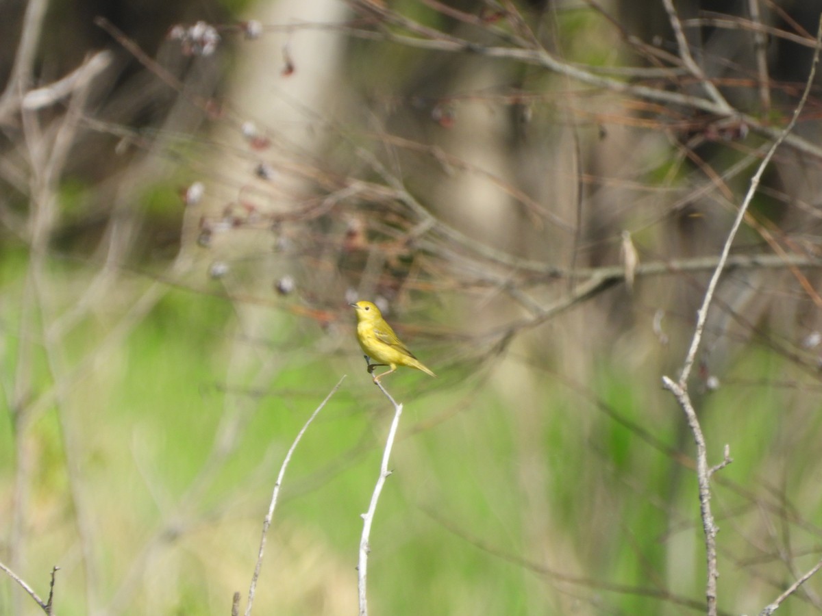 Northern Yellow Warbler - ML659469311