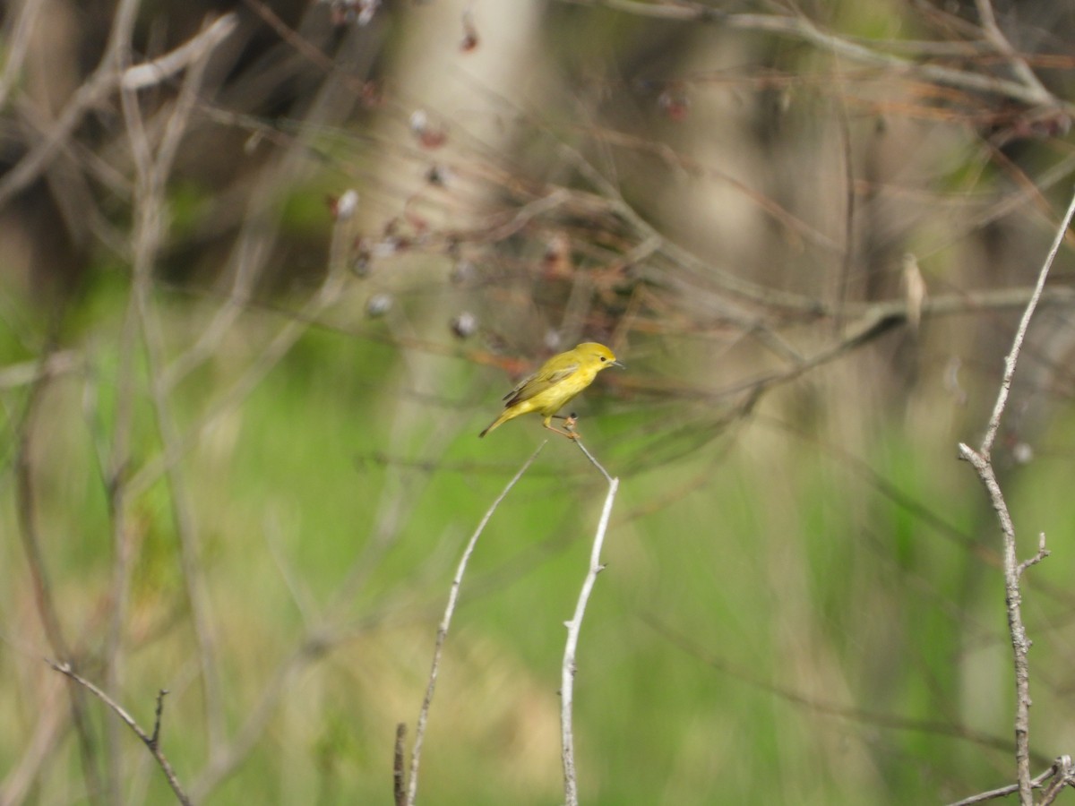 Northern Yellow Warbler - ML659469320