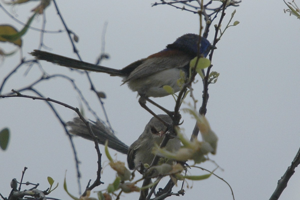 Purple-backed Fairywren - Malurus assimilis - Media Search - Macaulay ...