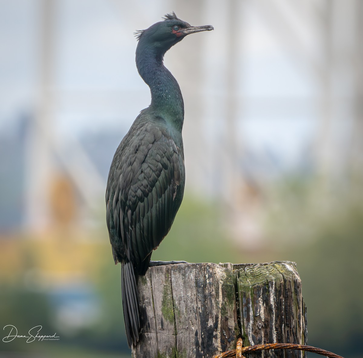 eBird Checklist - 4 Jun 2026 - Don Armeni Boat Ramp - 1 species