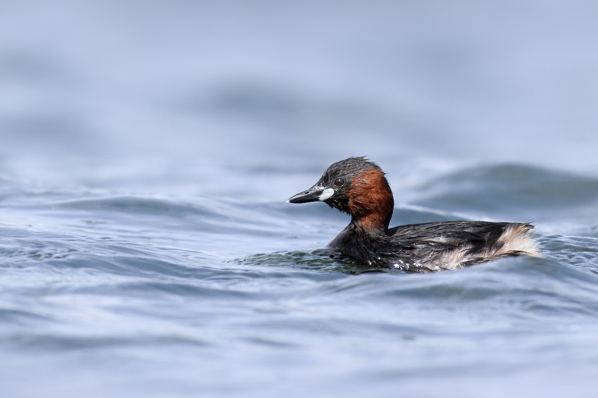 Little Grebe - ML659471335