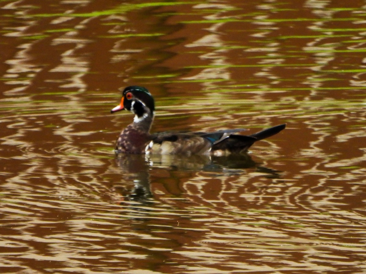 Wood Duck - ML659471539