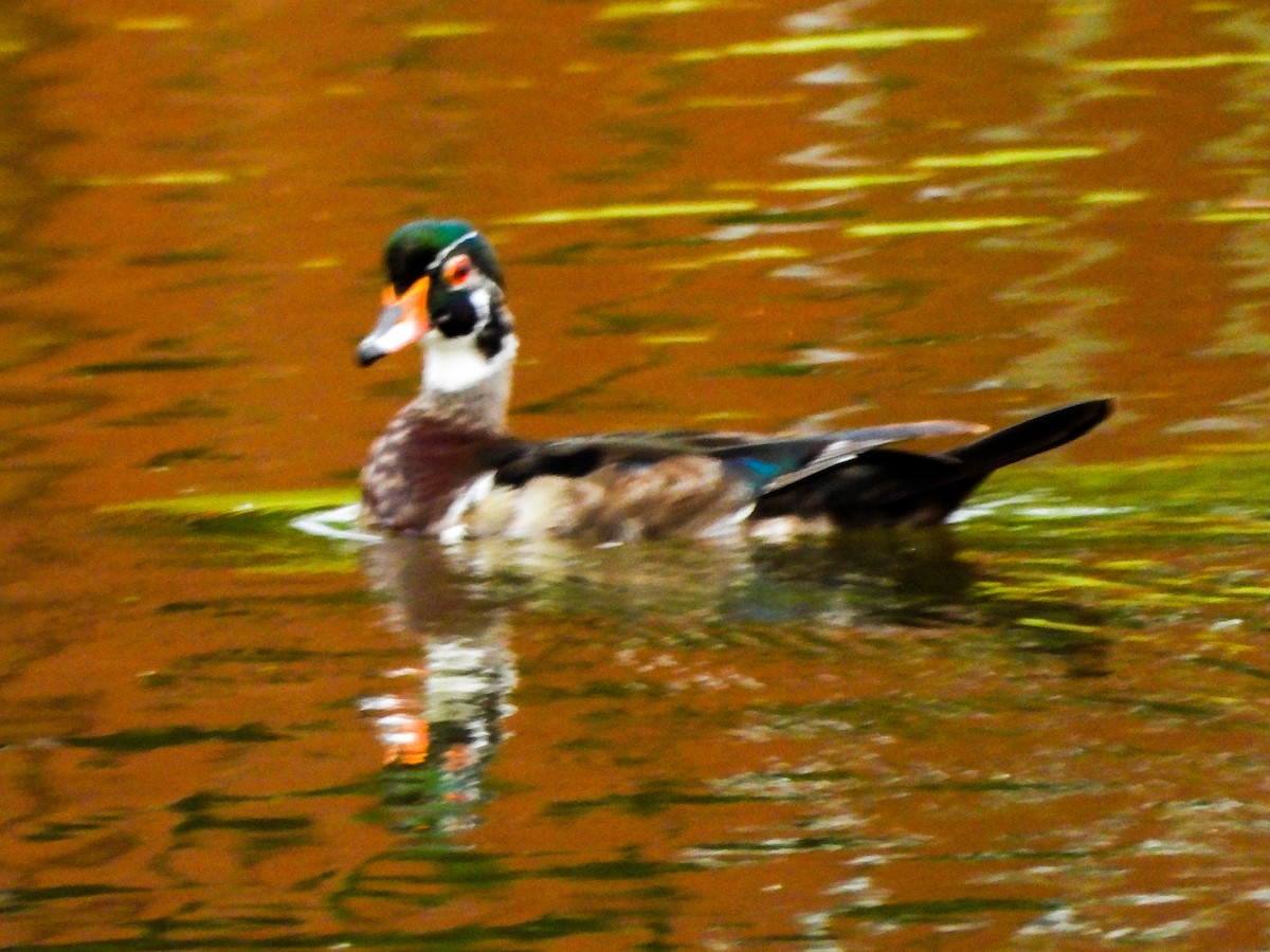Wood Duck - ML659471540