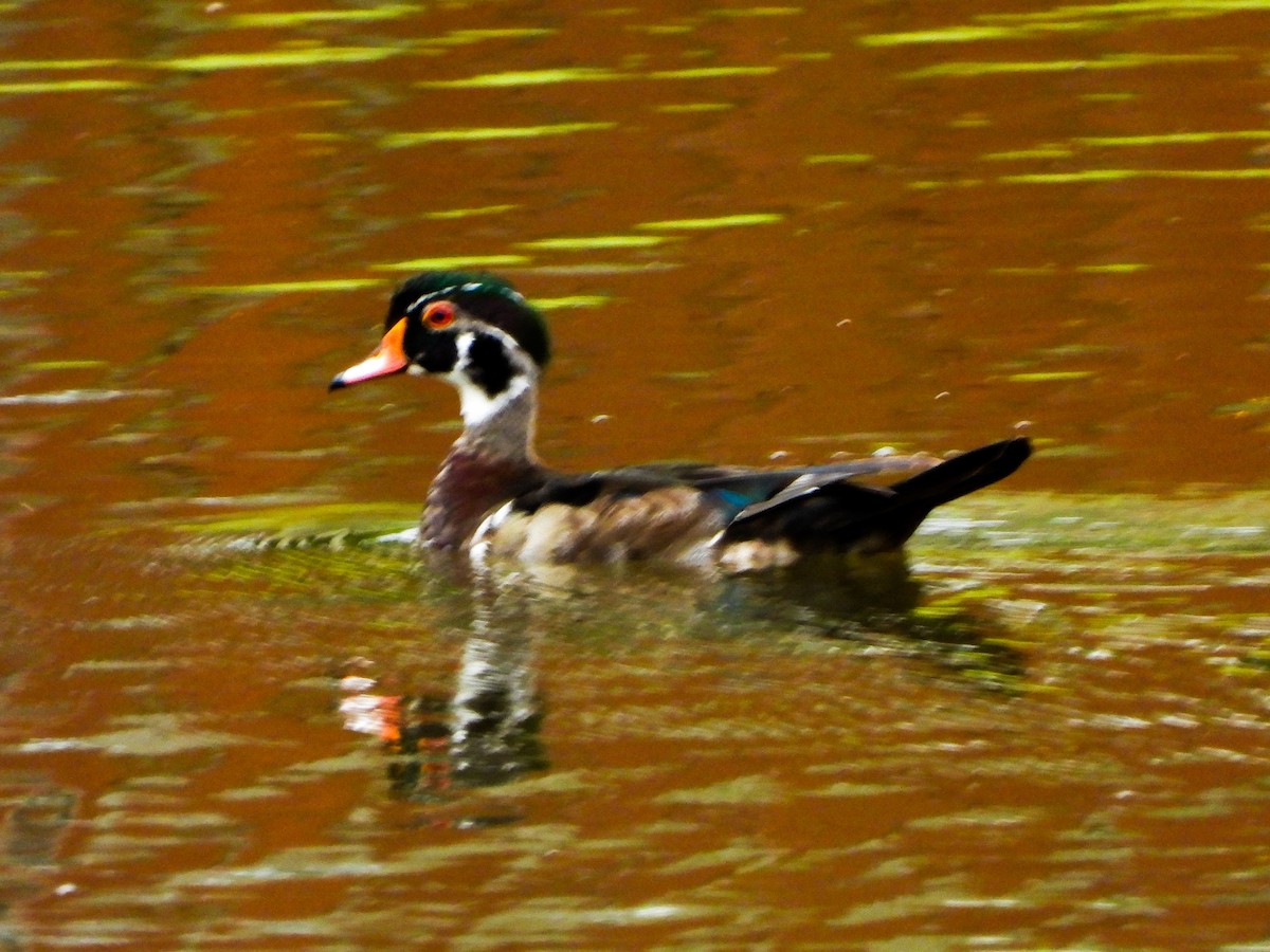 Wood Duck - ML659471541