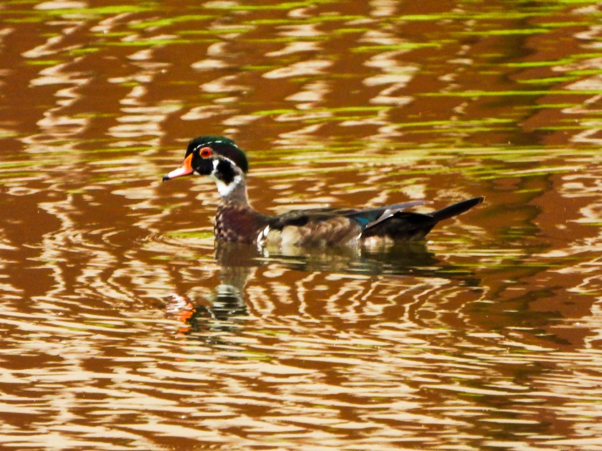 Wood Duck - ML659471542