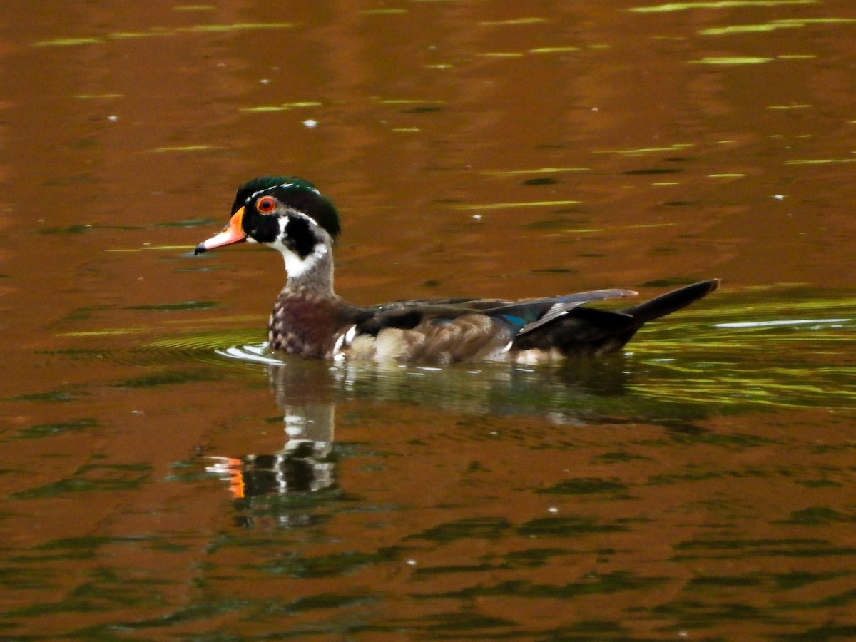 Wood Duck - ML659471543