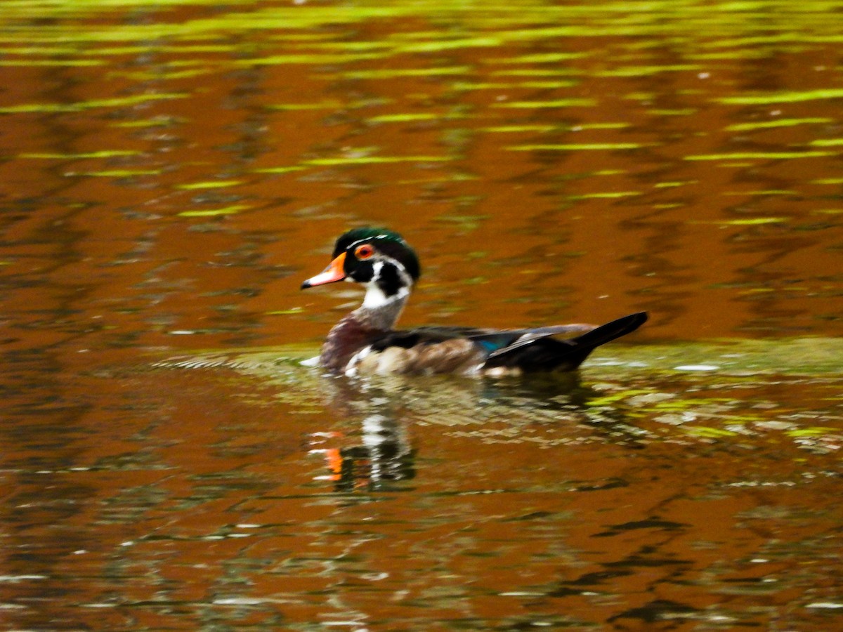 Wood Duck - ML659471544