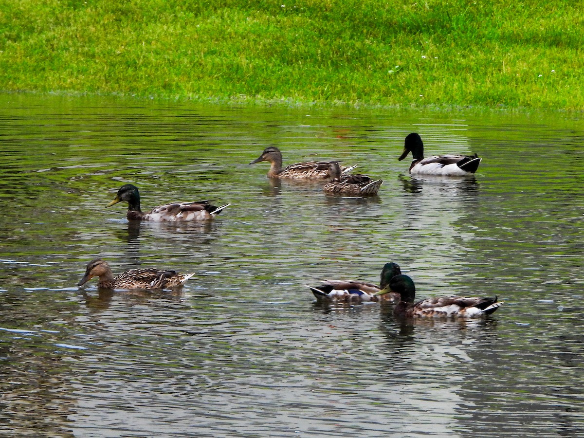 Mallard - ML659471547