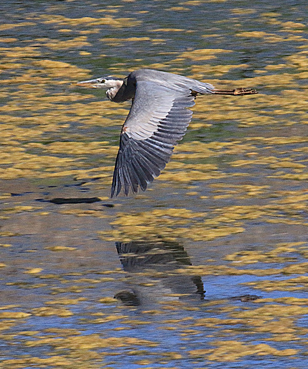Great Blue Heron - ML659471613