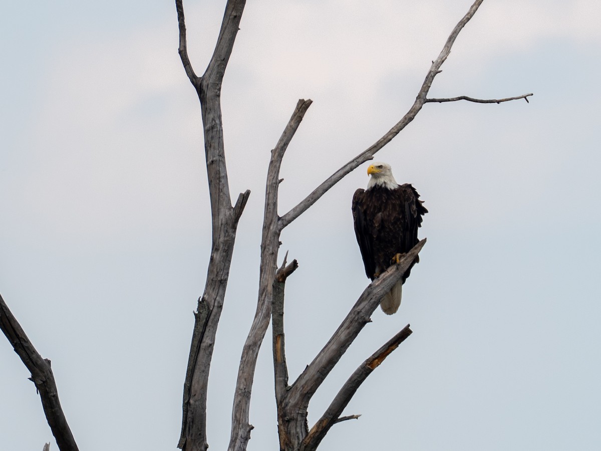 Bald Eagle - ML659471655