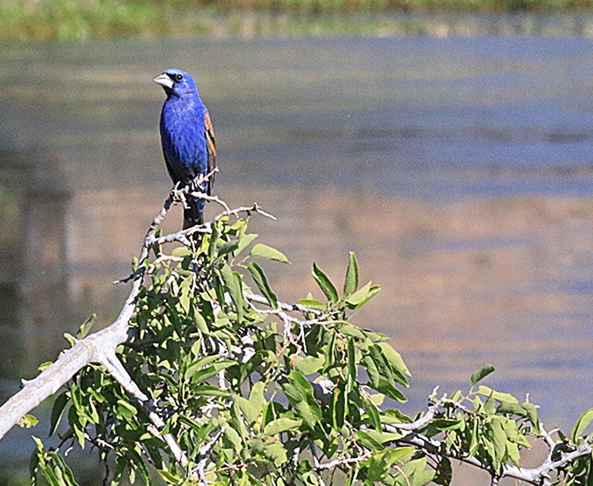 Blue Grosbeak - ML659471665
