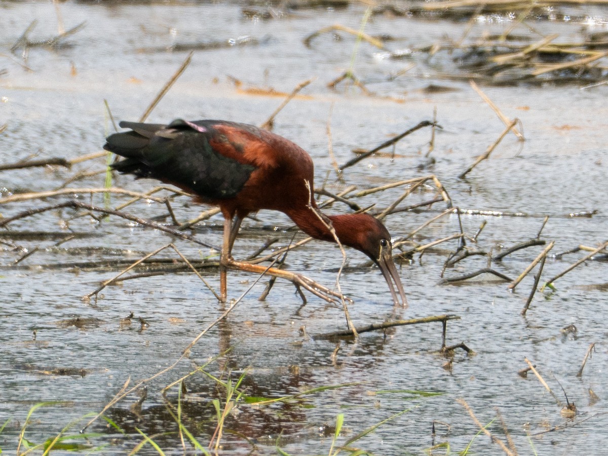 Glossy Ibis - ML659471668