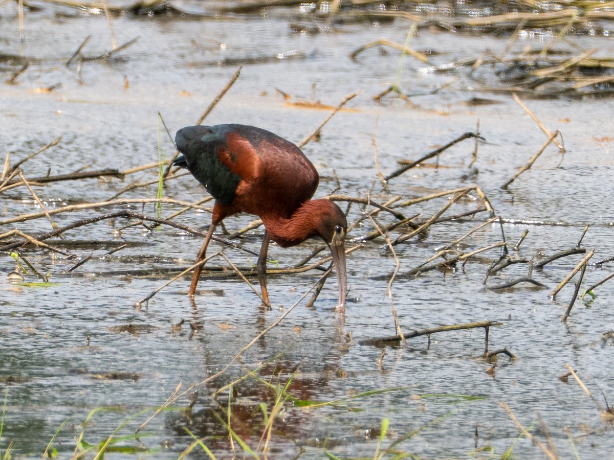 Glossy Ibis - ML659471669
