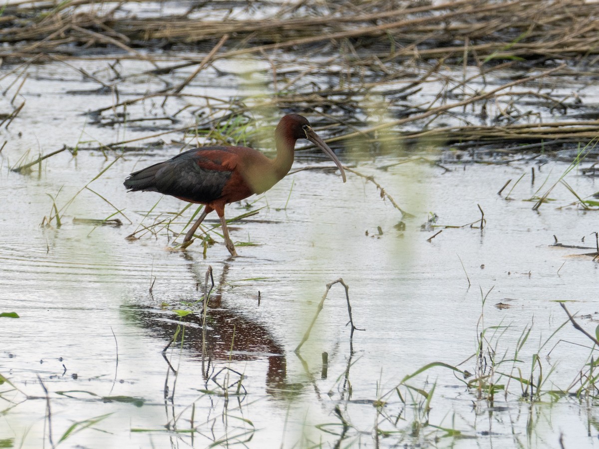 Glossy Ibis - ML659471670