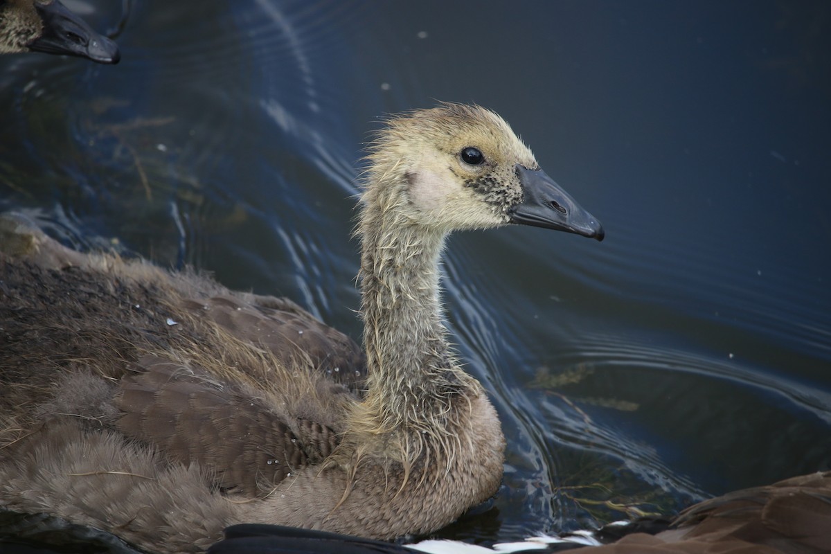 カナダガン - ML659471726