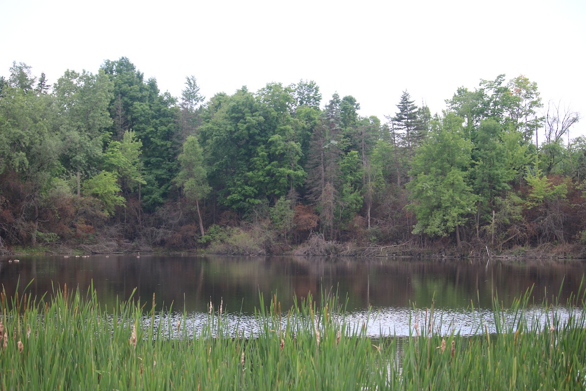 null - ML659472052