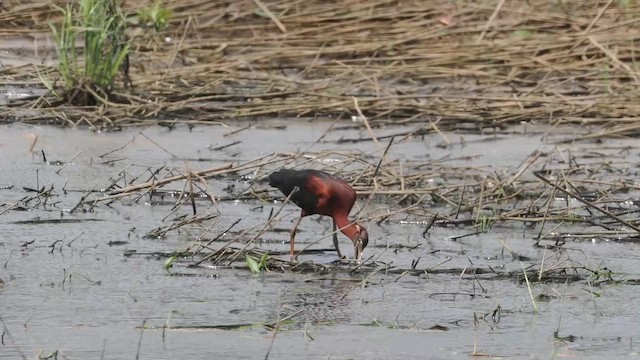 Glossy Ibis - ML659472229