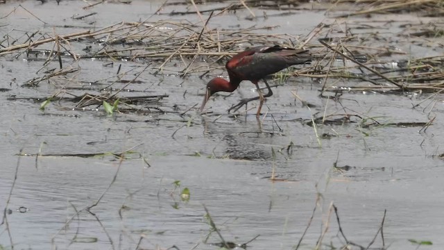 Glossy Ibis - ML659472231