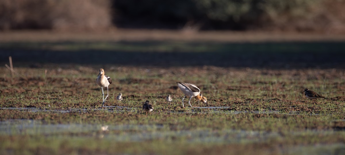 American Avocet - ML659472272