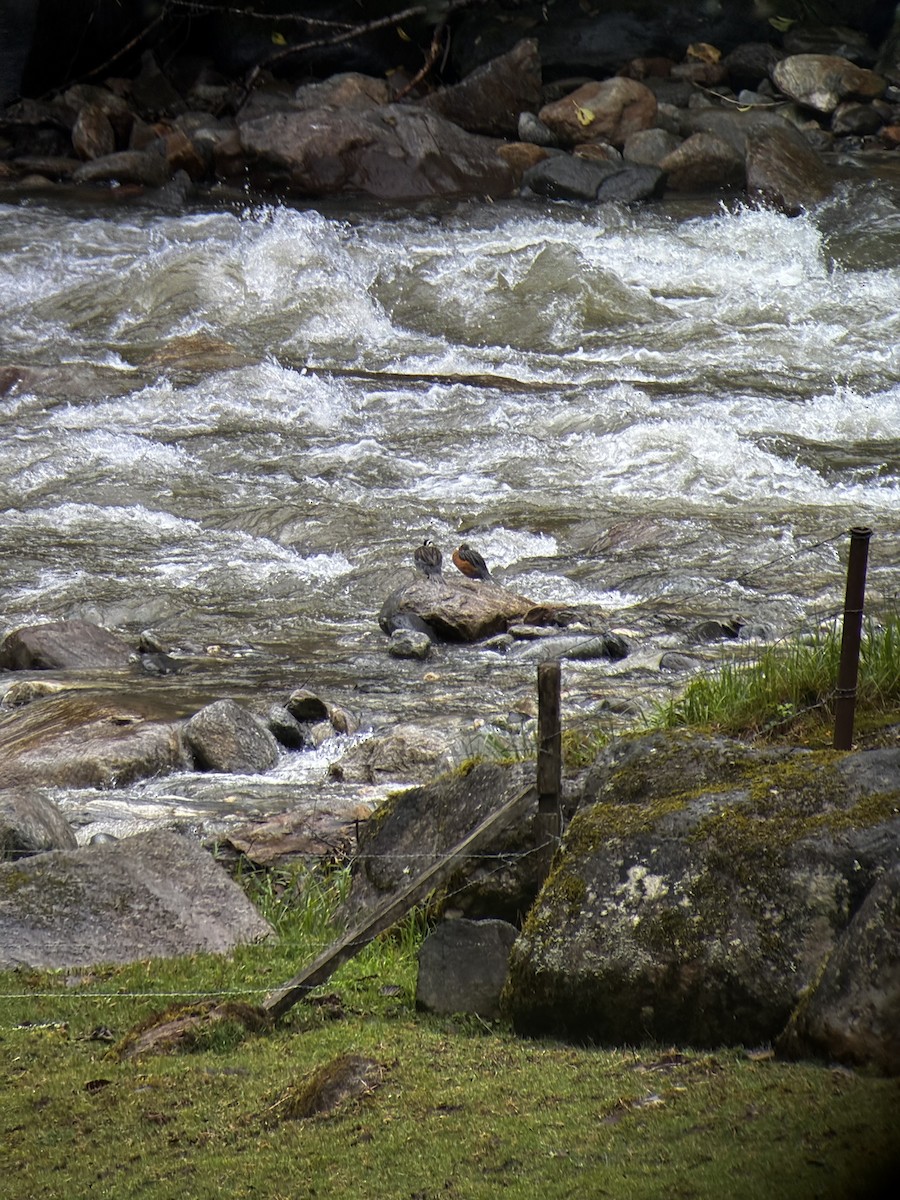 Torrent Duck - ML659472278
