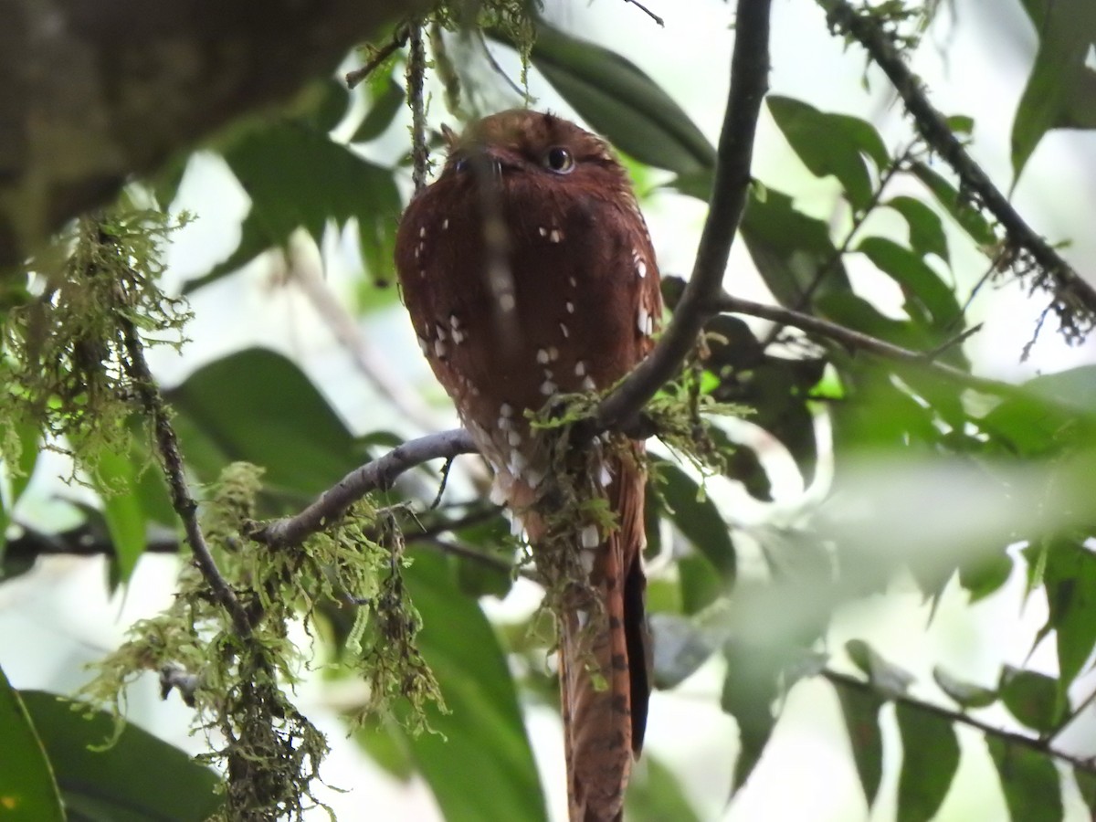 Rufous Potoo - ML659472903