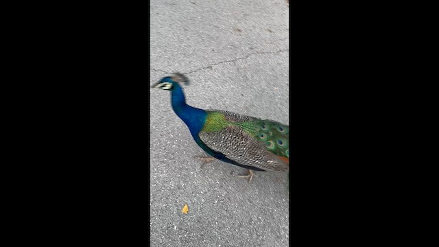 Indian Peafowl - ML659473142