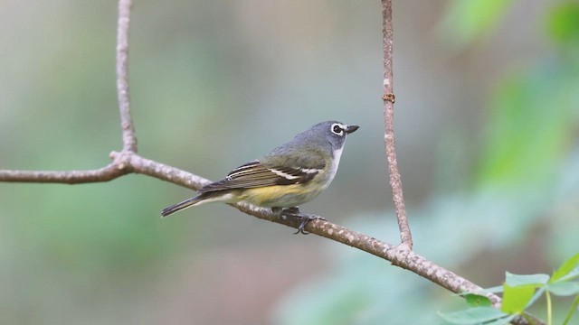 Blue-headed Vireo - ML659473360
