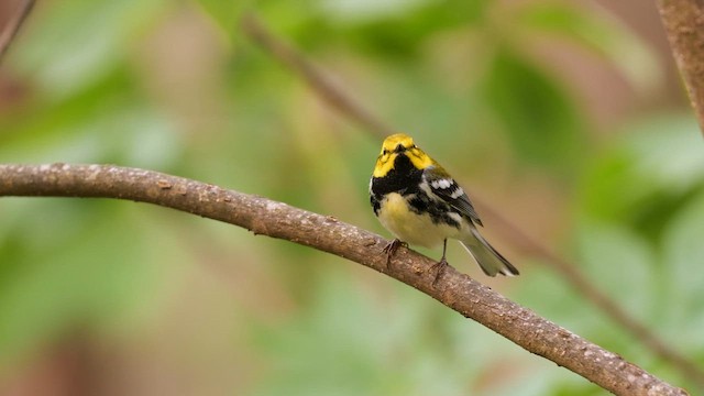 Black-throated Green Warbler - ML659473665