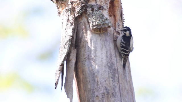 Downy Woodpecker - ML659473720