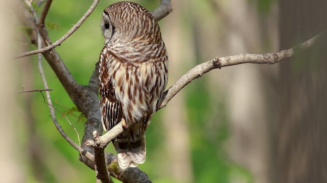 Barred Owl - ML659473727