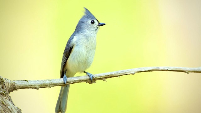 Tufted Titmouse - ML659473759