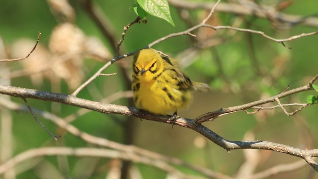 Prairie Warbler - ML659473765