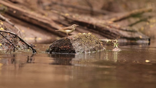 Louisiana Waterthrush - ML659473794