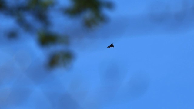 Black Vulture - ML659473810