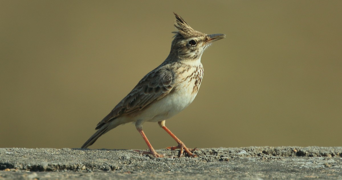 Crested Lark - ML65947421