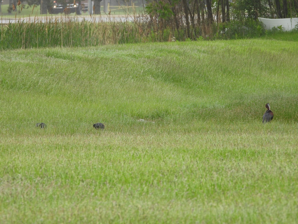 ブロンズトキ - ML659474321