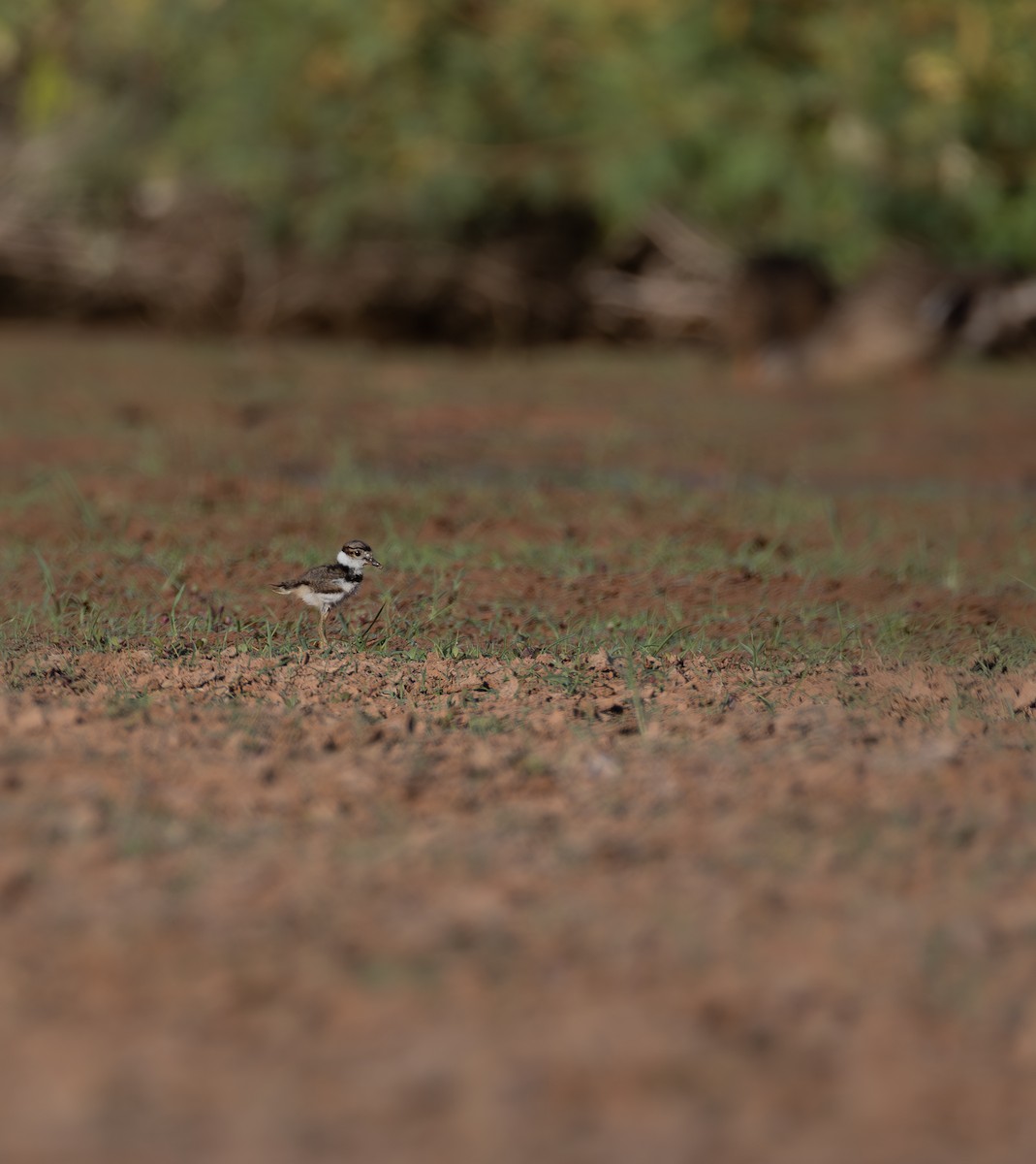 Killdeer - ML659474322