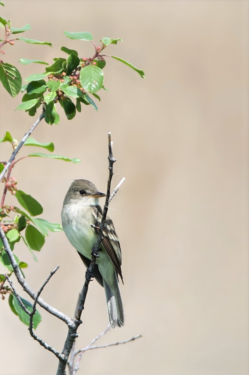 Willow Flycatcher - ML659474512