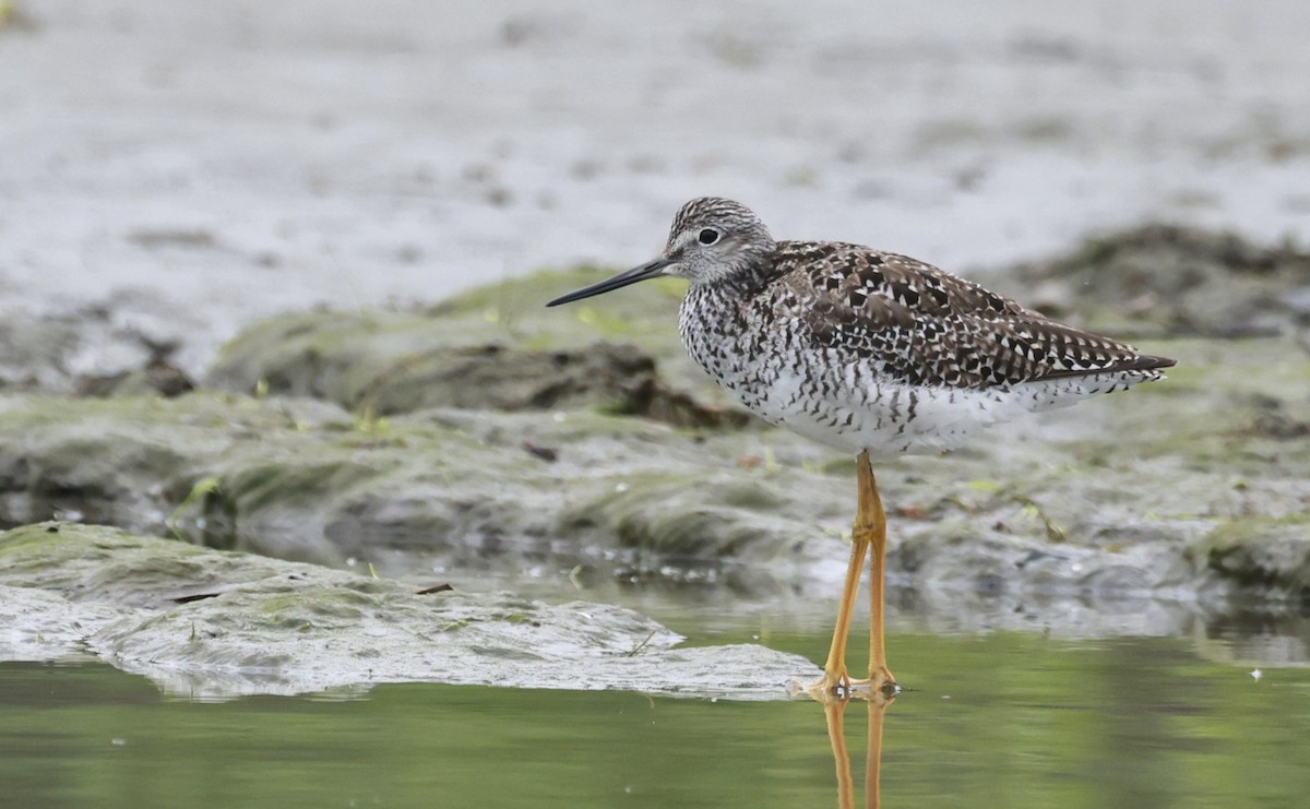 Greater Yellowlegs - ML659474536