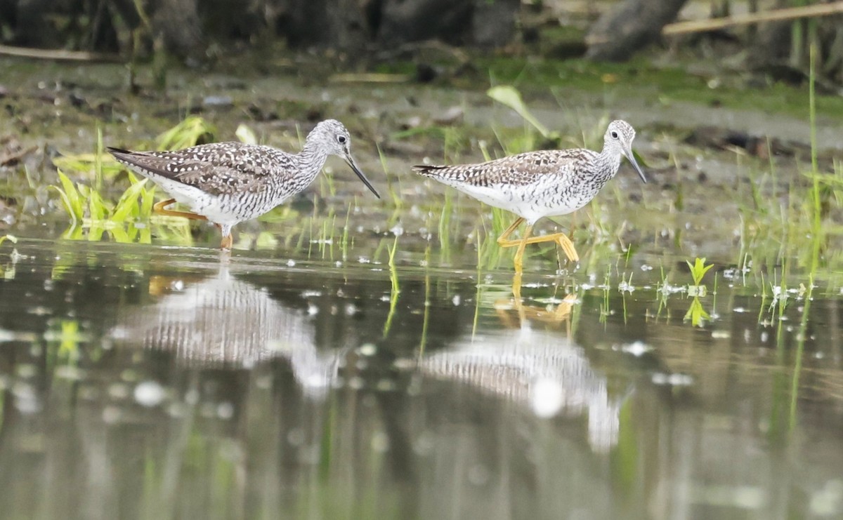 Greater Yellowlegs - ML659474537