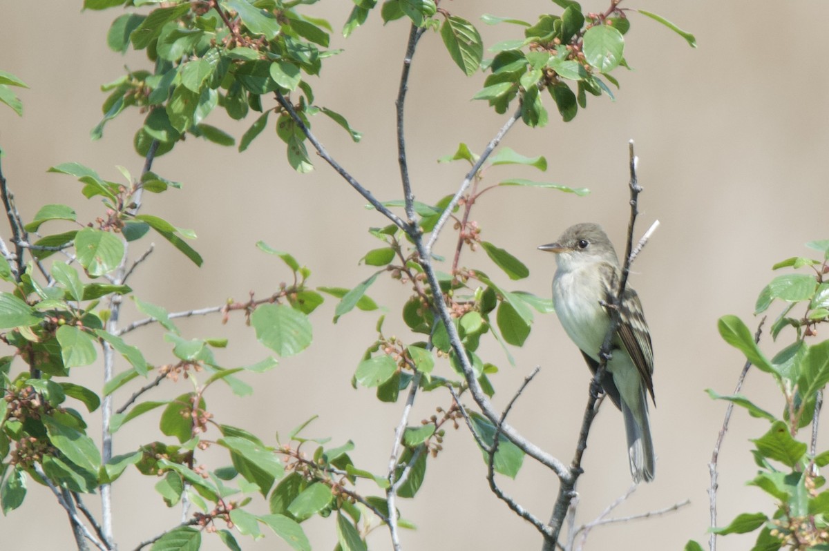 Willow Flycatcher - ML659474539