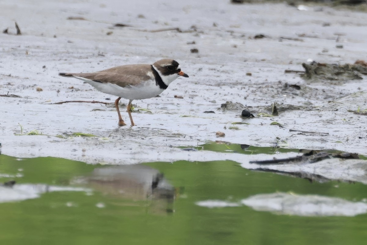 Semipalmated Plover - ML659474543