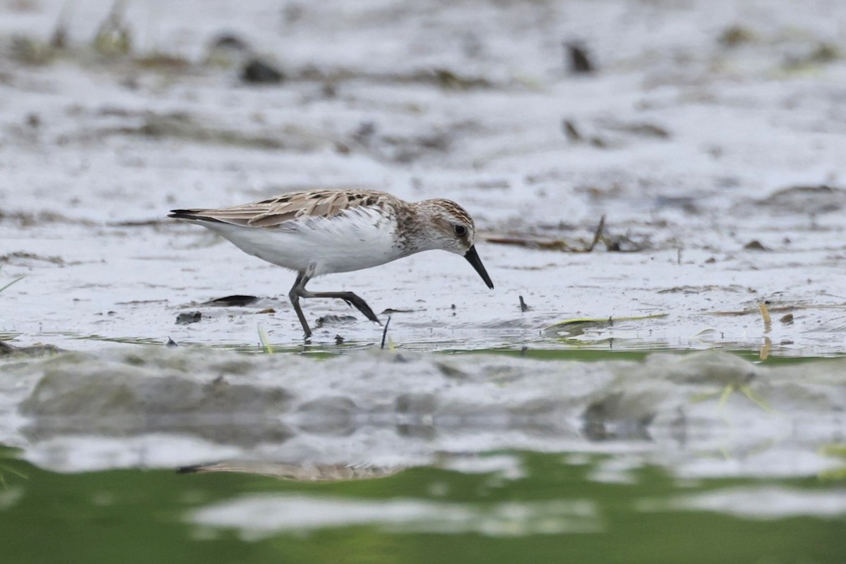 Semipalmated Sandpiper - ML659474550