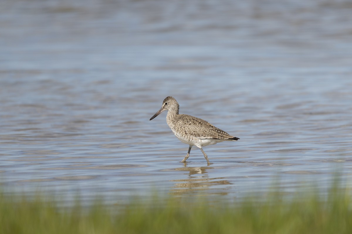 vodouš břehoušovitý (ssp. semipalmata) - ML659475222