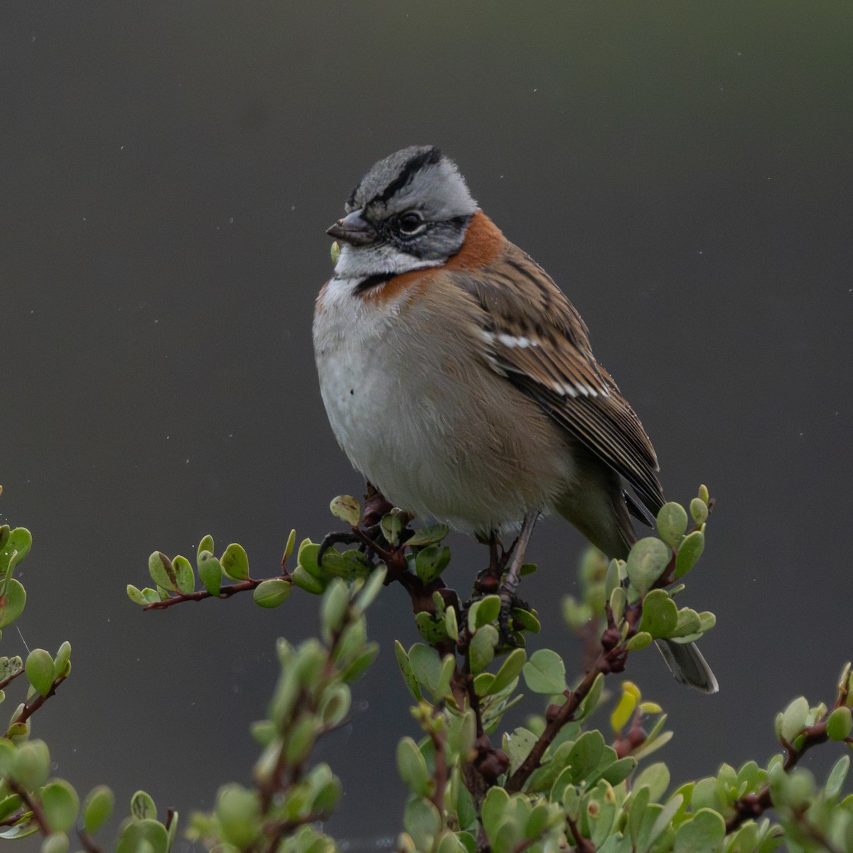 Rufous-collared Sparrow - ML659475225