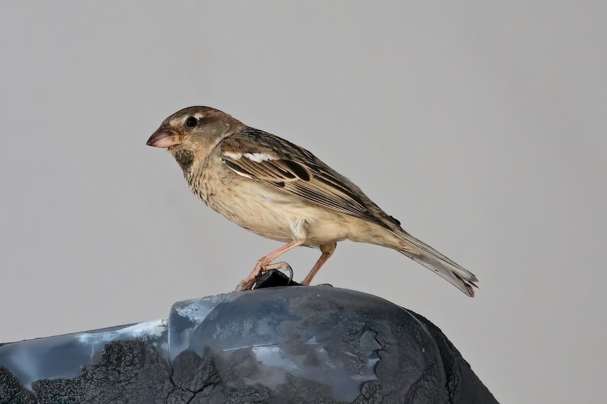 vrabec pokřovní - ML659475250