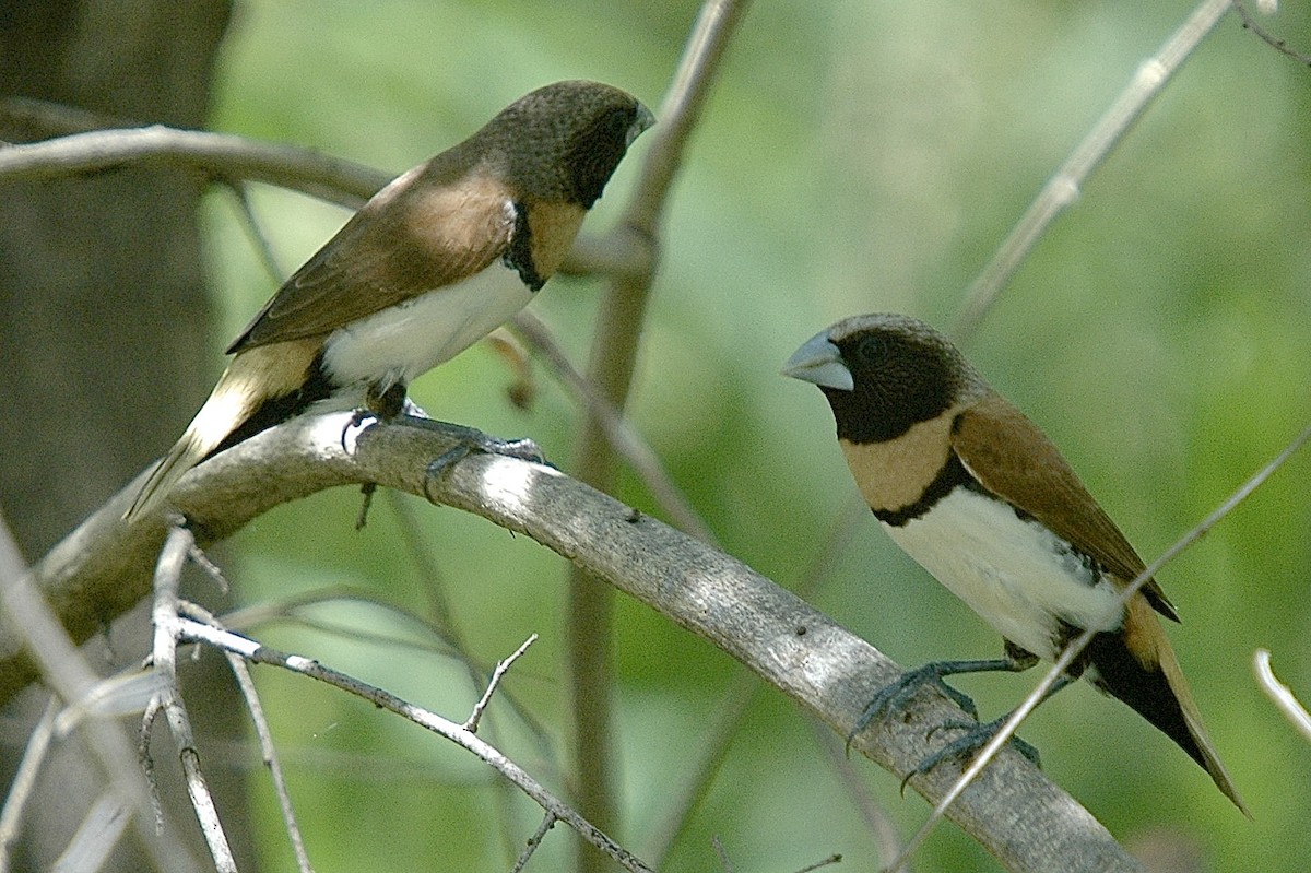 Chestnut-breasted Munia - ML659475256