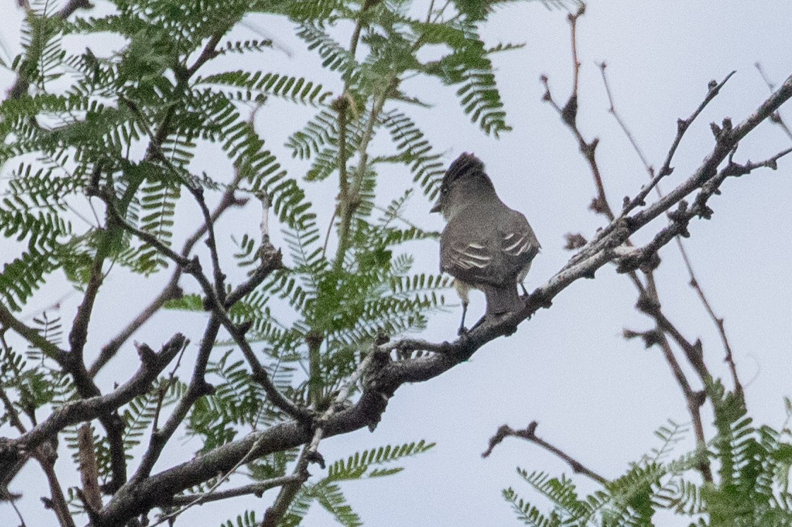 Ash-throated Flycatcher - ML659475266